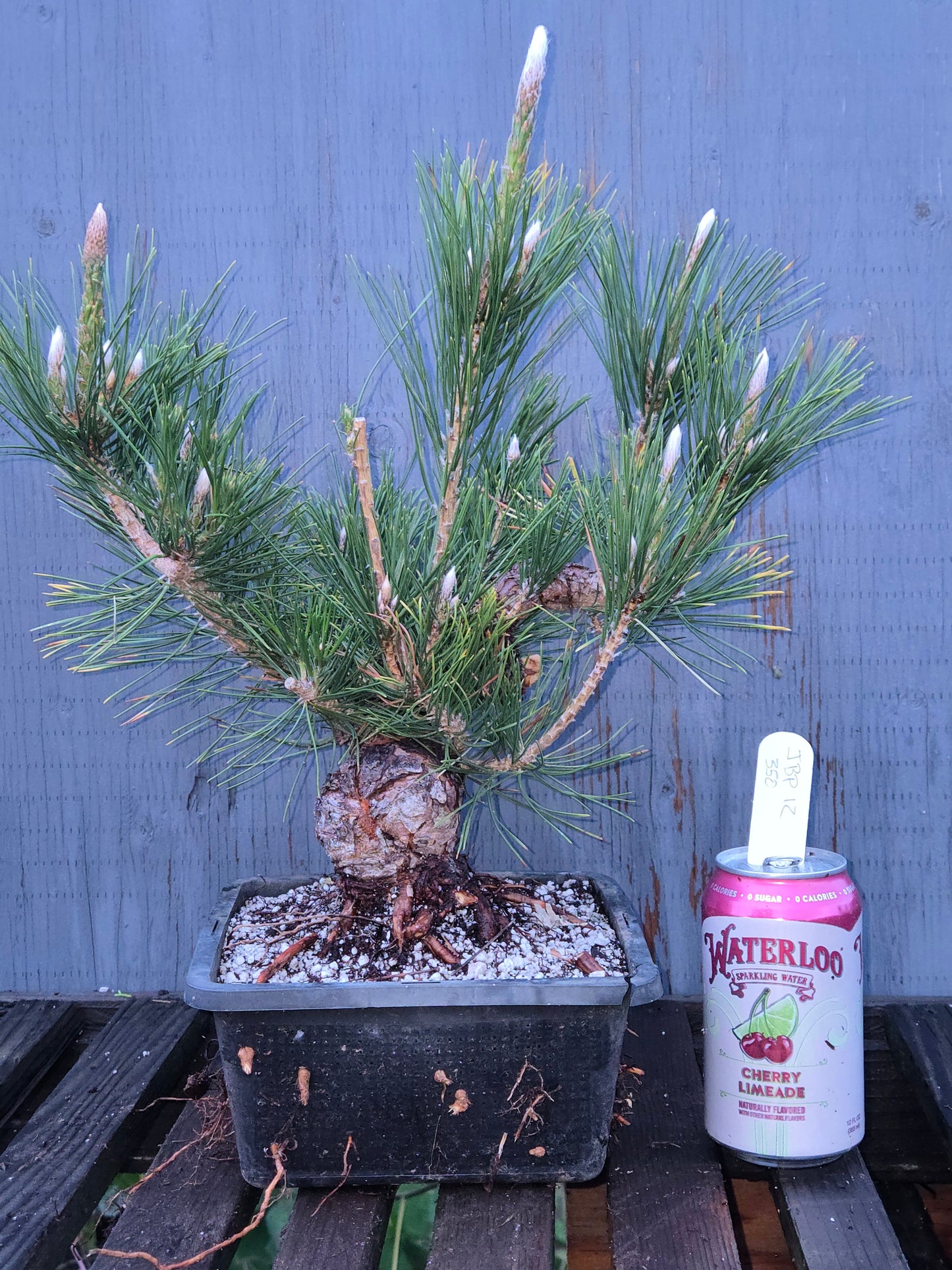 Japanese Black Pine 'Mikawa' JBP12