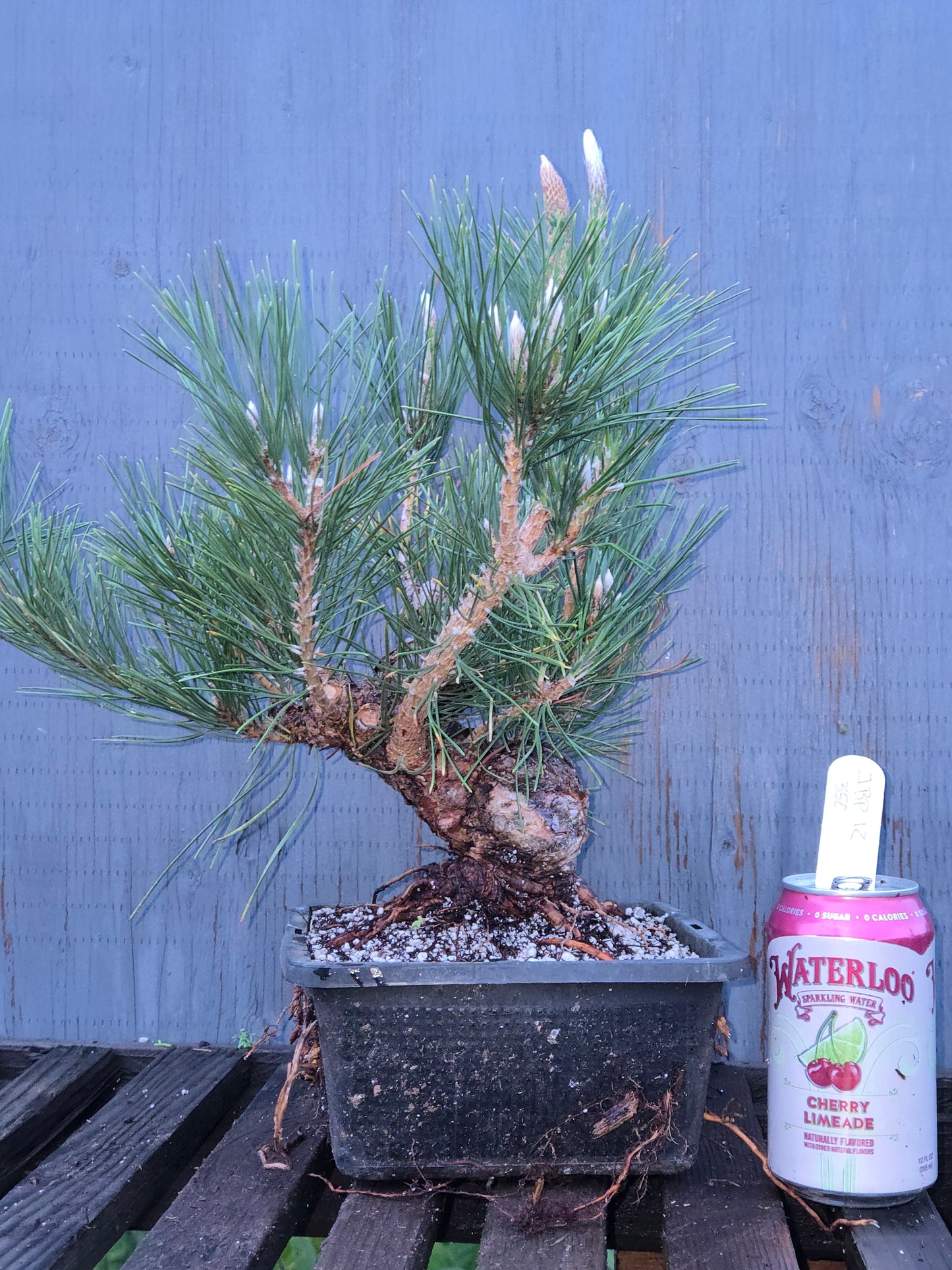 Japanese Black Pine 'Mikawa' JBP12