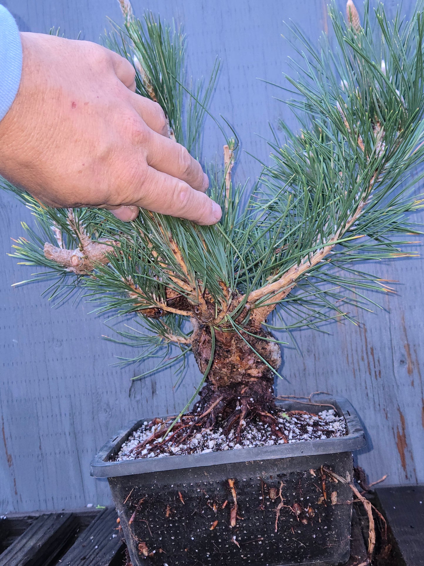 Japanese Black Pine 'Mikawa' JBP12