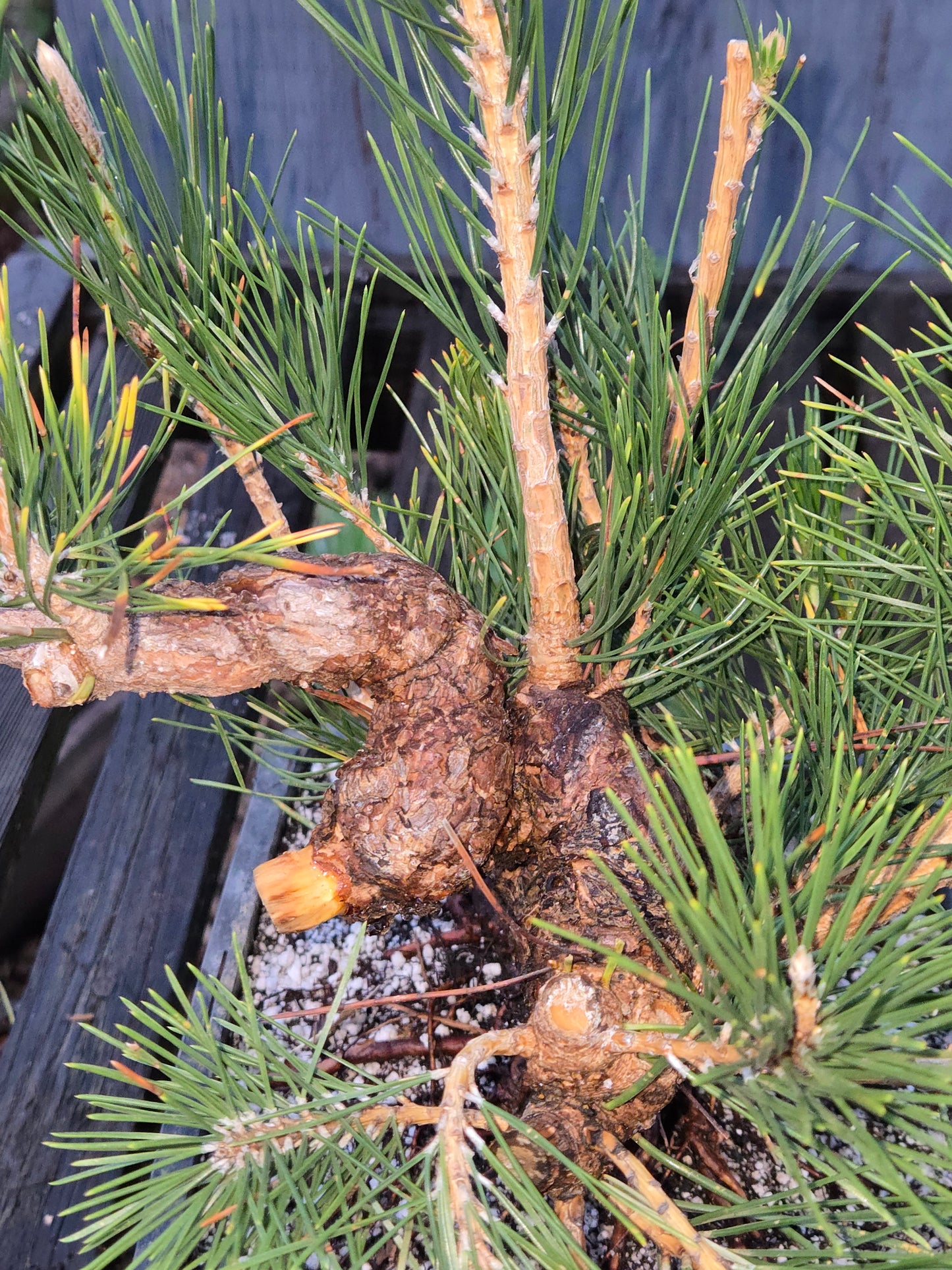 Japanese Black Pine 'Mikawa' JBP12