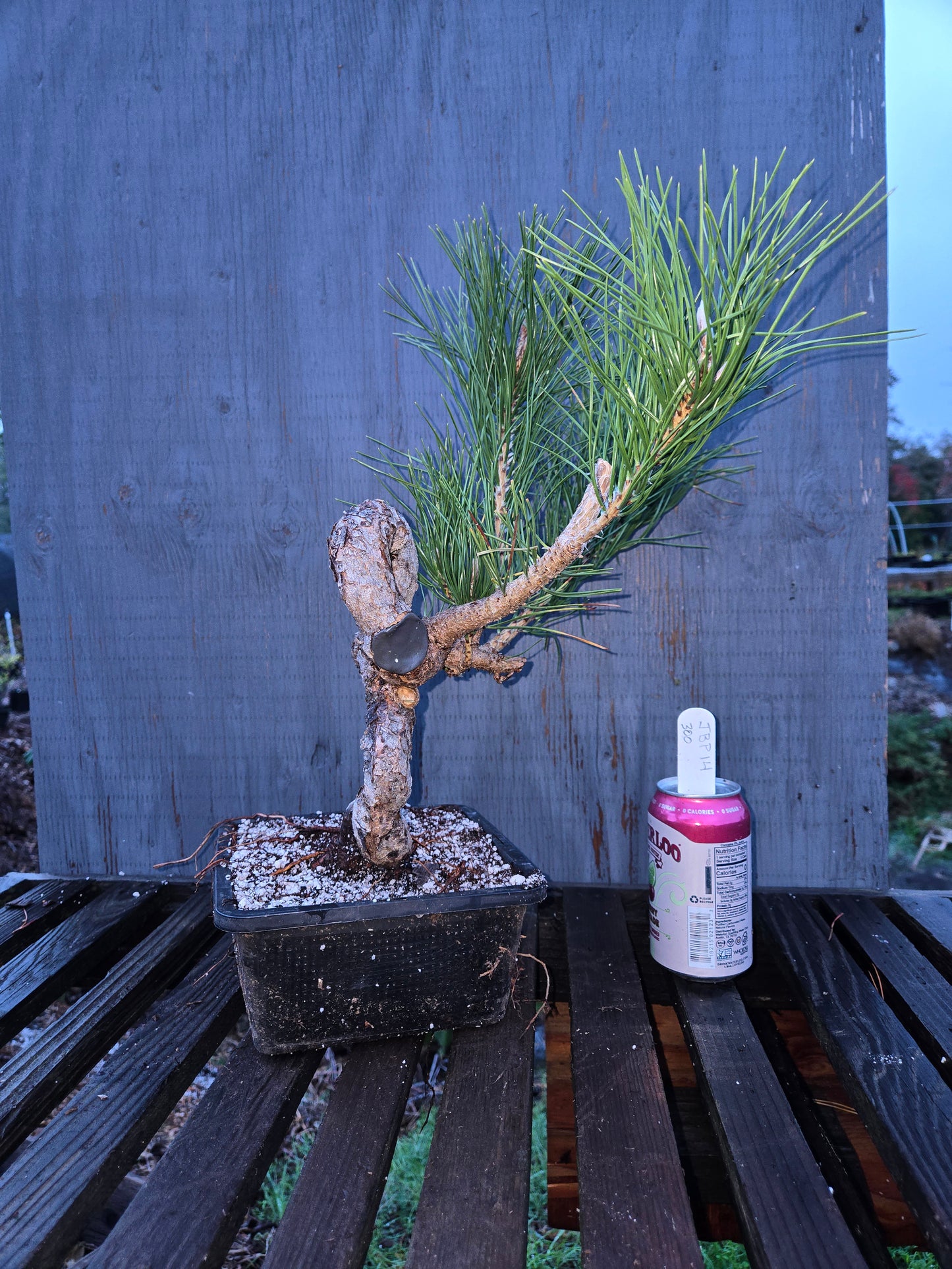 Japanese Black Pine 'Mikawa' JBP14