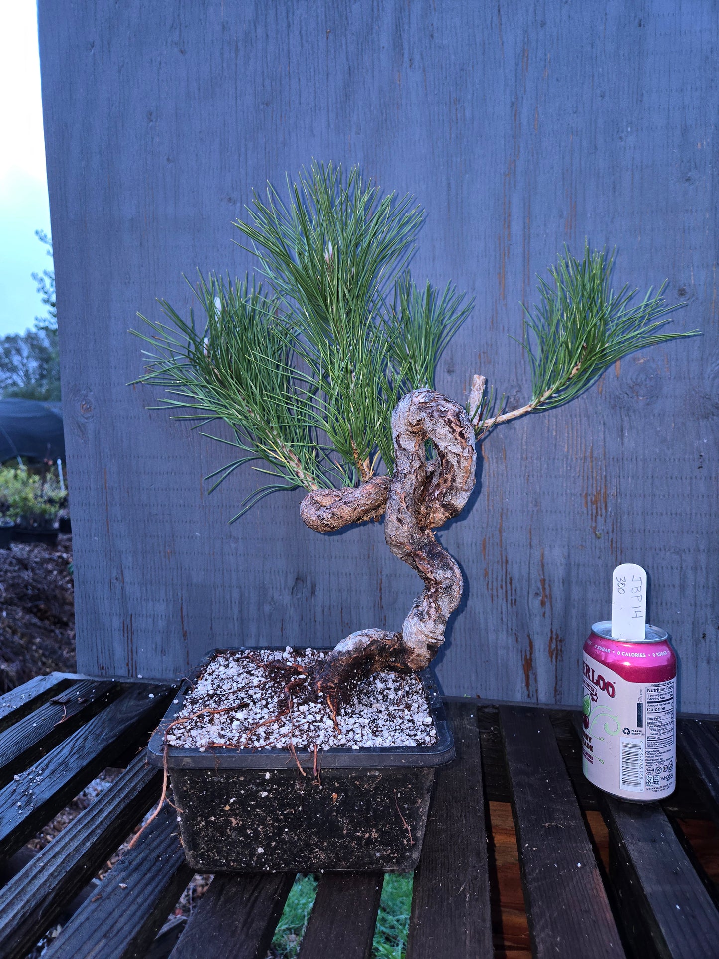 Japanese Black Pine 'Mikawa' JBP14