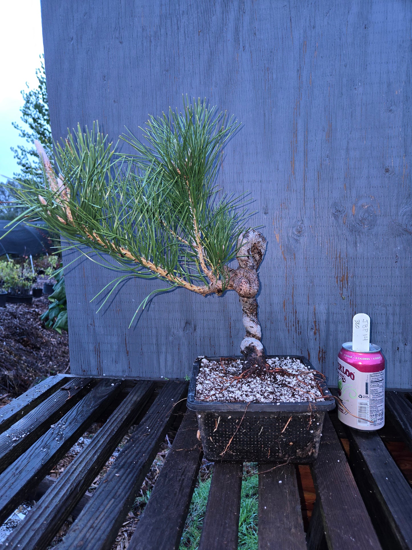 Japanese Black Pine 'Mikawa' JBP14