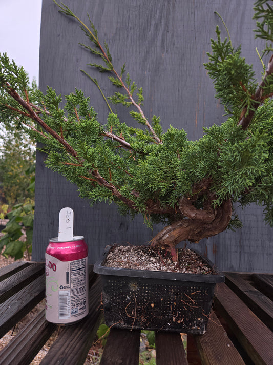 Kishu Shimpaku Juniper, JCS1