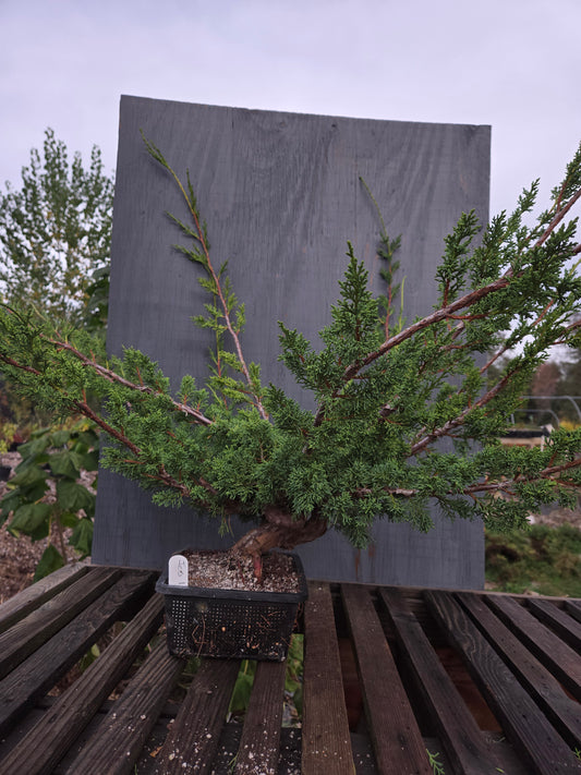 Kishu Shimpaku Juniper, JCS2