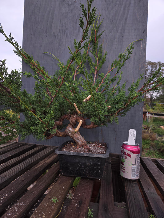 Kishu Shimpaku Juniper, JCS3