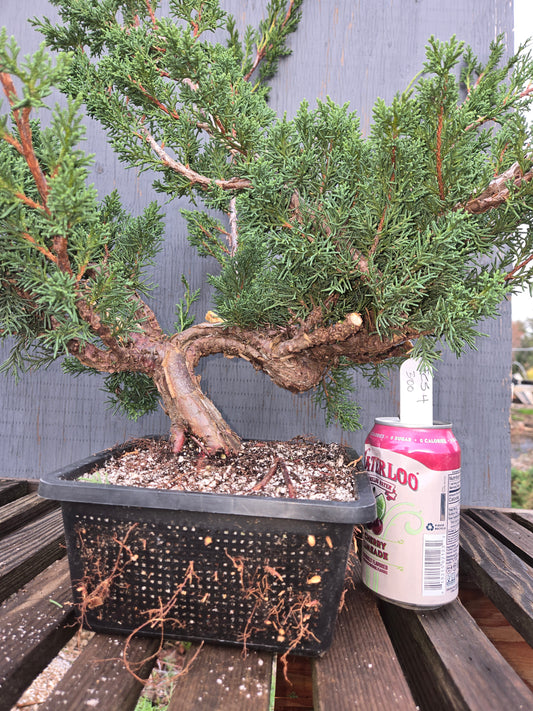 Kishu Shimpaku Juniper, JCS4