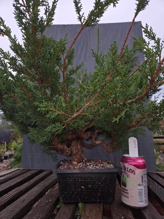 Kishu Shimpaku Juniper, JCS5