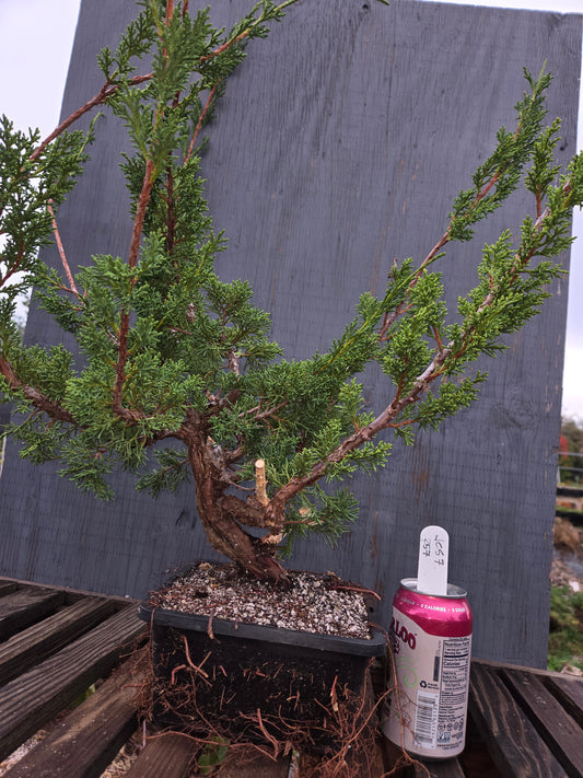 Kishu Shimpaku Juniper, JCS7