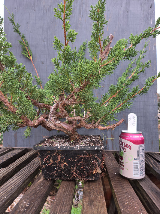 Kishu Shimpaku Juniper, JCS8