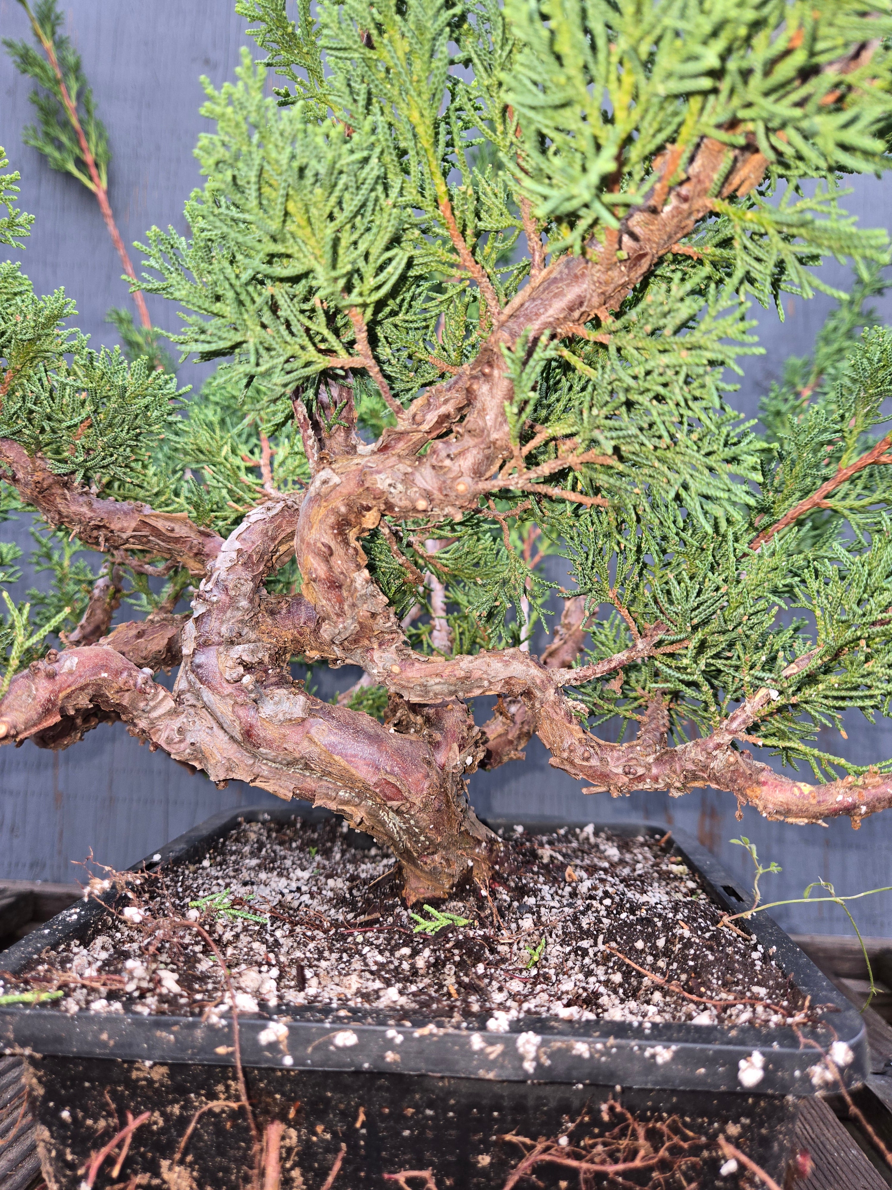 Kishu Shimpaku Juniper, JCS8 – Cedar Rose Nursery