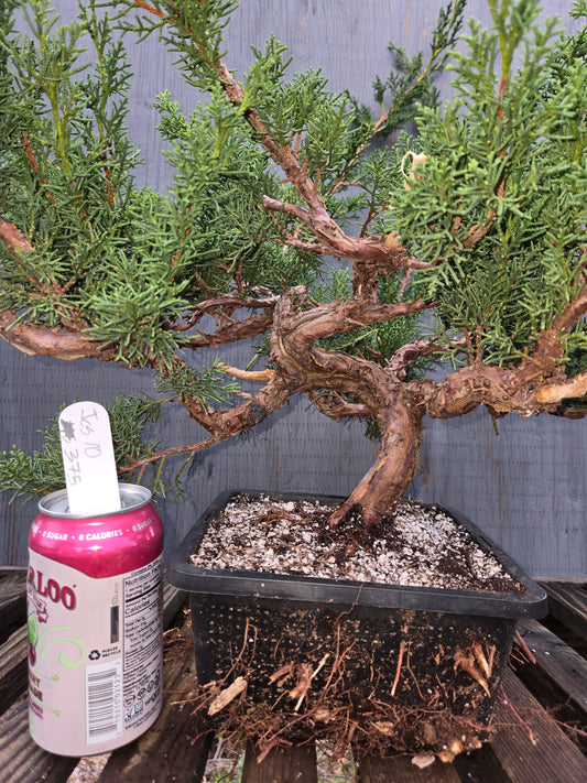 Kishu Shimpaku Juniper, JCS10