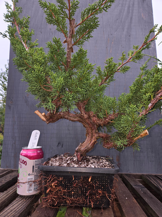 Kishu Shimpaku Juniper, JCS11