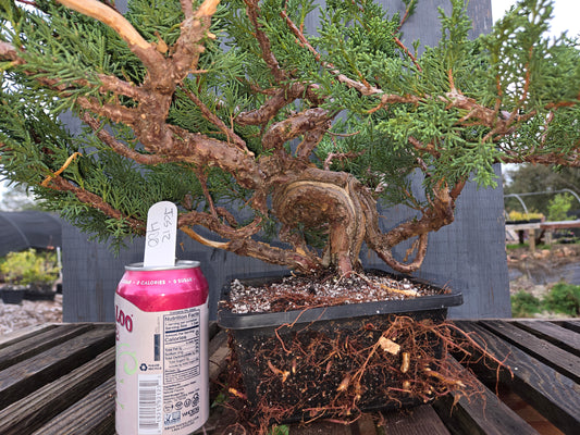 Kishu Shimpaku Juniper, JCS12