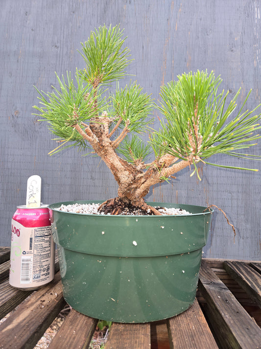 Cork Bark Japanese Black Pine, Cork1