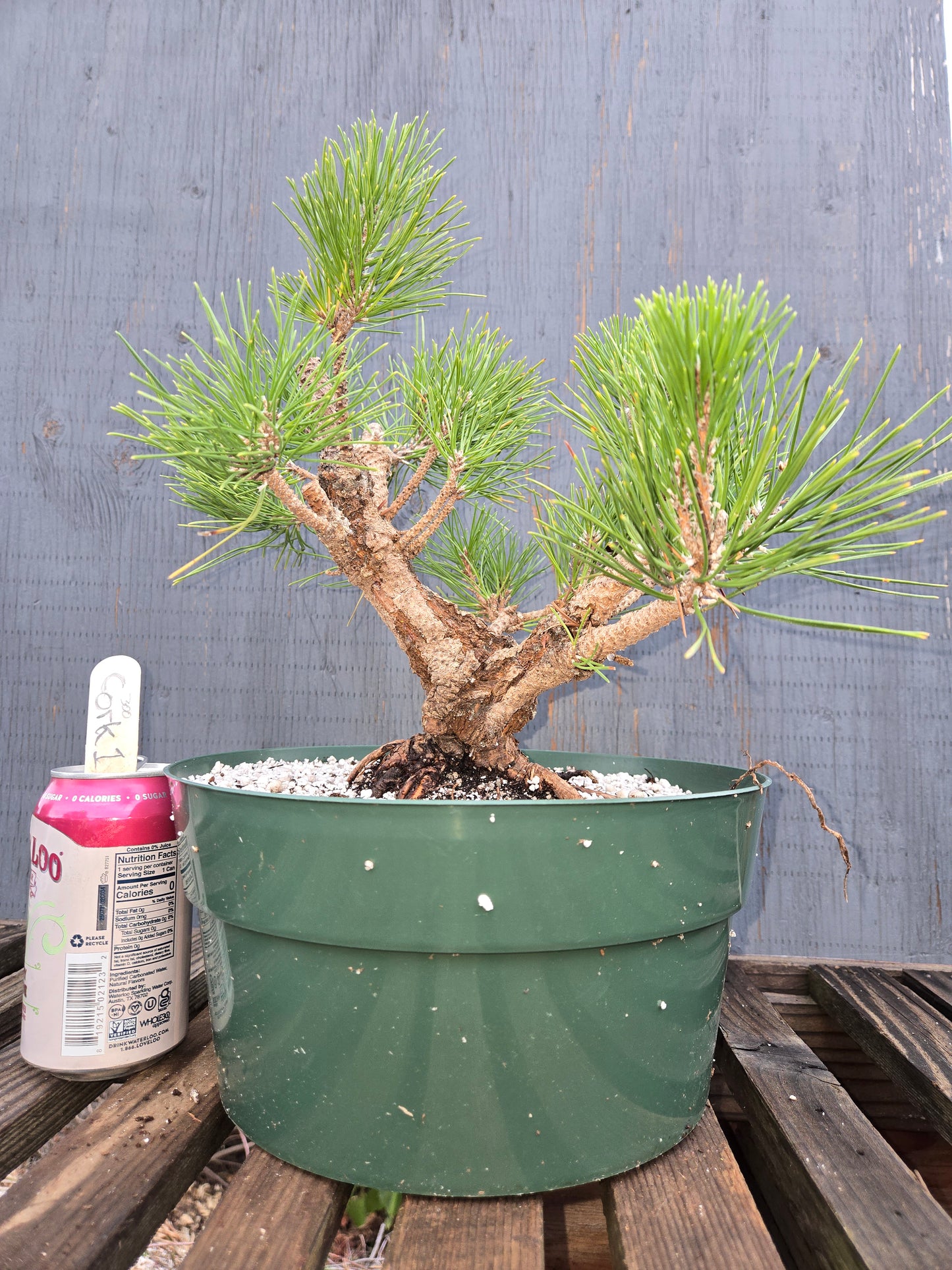 Cork Bark Japanese Black Pine, Cork1