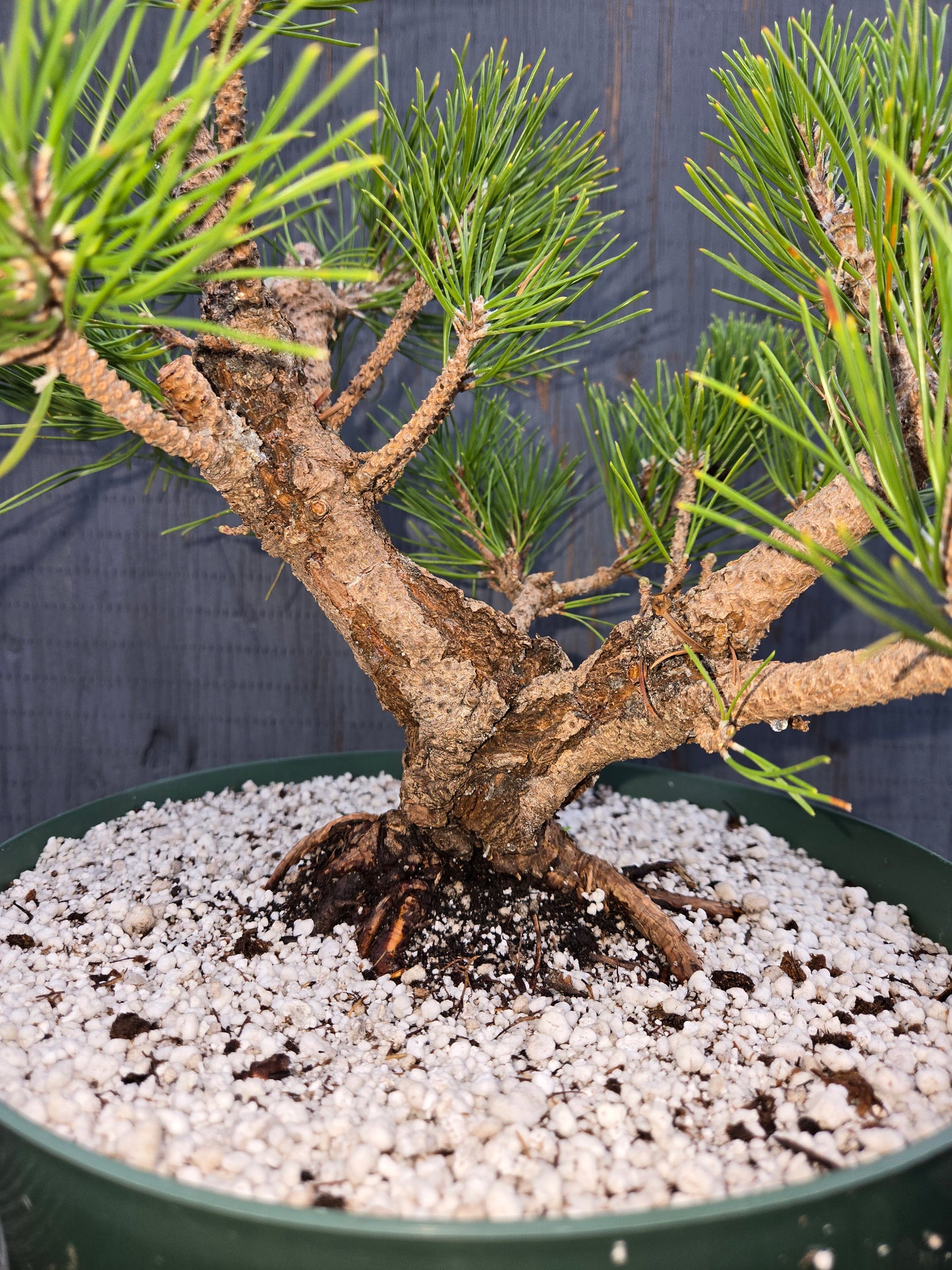 Cork Bark Japanese Black Pine, Cork1