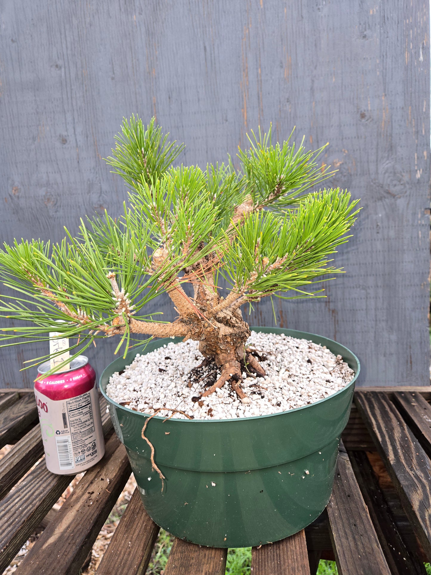 Cork Bark Japanese Black Pine, Cork1