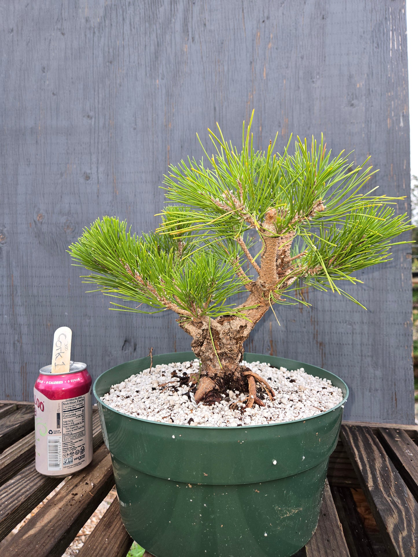 Cork Bark Japanese Black Pine, Cork1