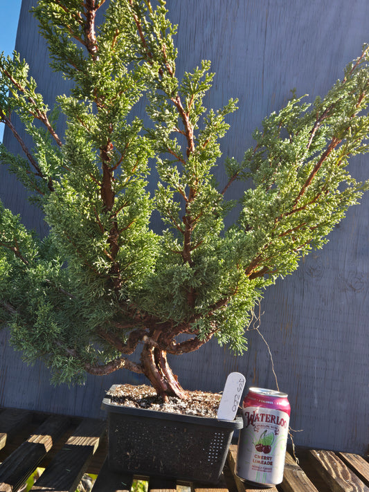 Kishu Shimpaku Juniper, JCS200