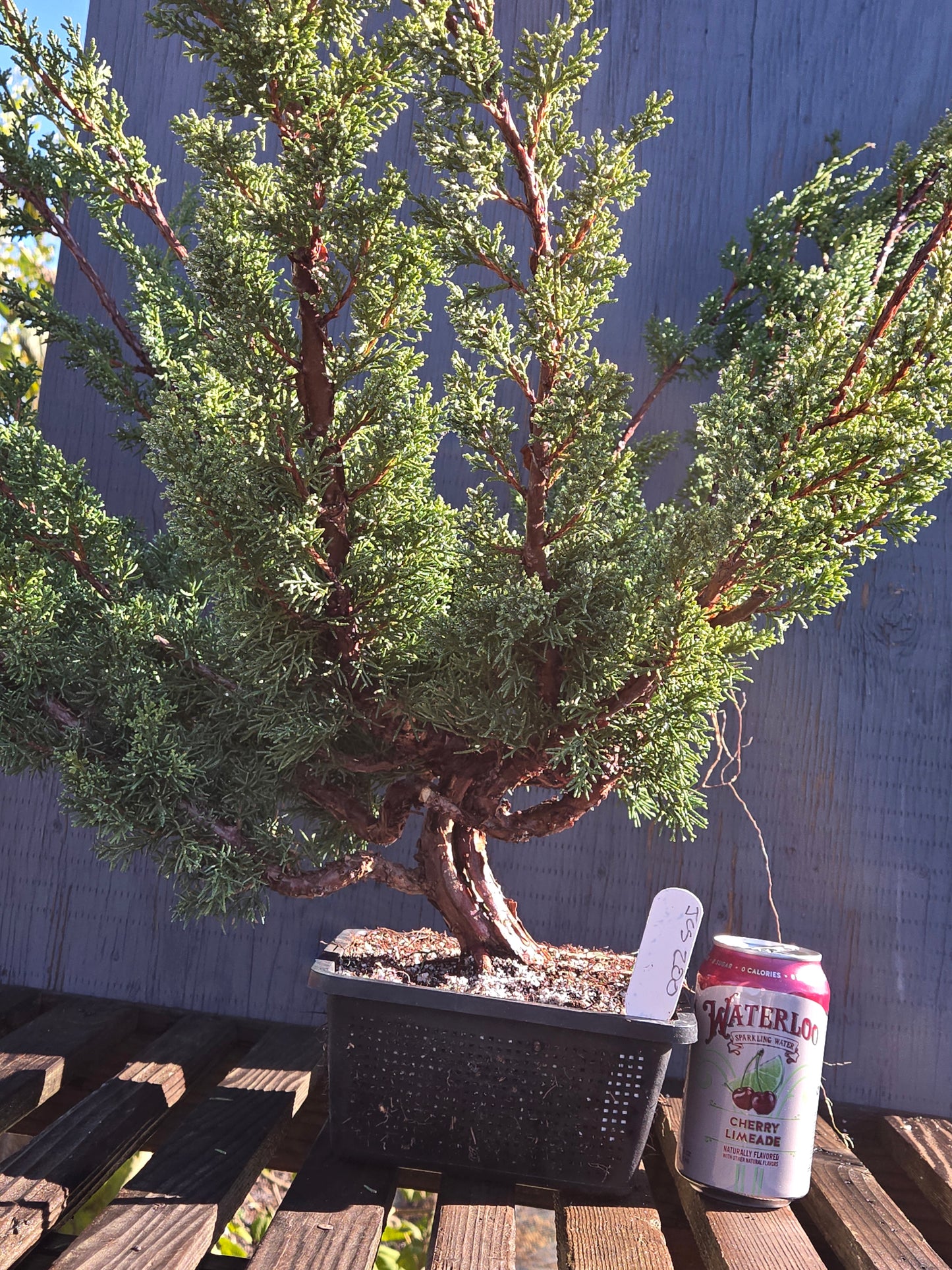 Kishu Shimpaku Juniper, JCS200