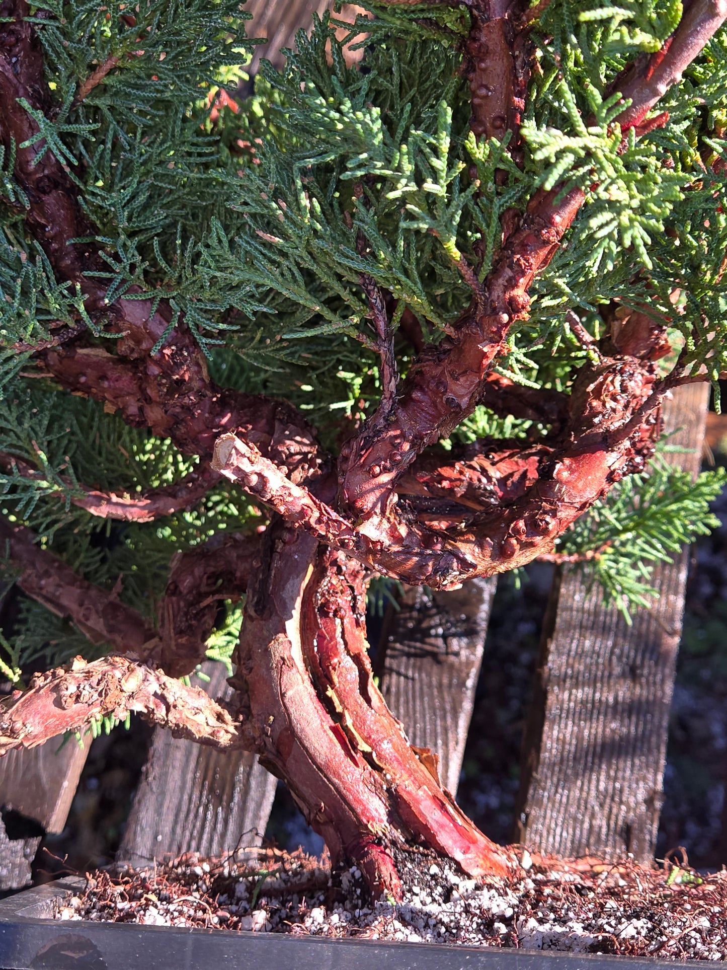 Kishu Shimpaku Juniper, JCS200