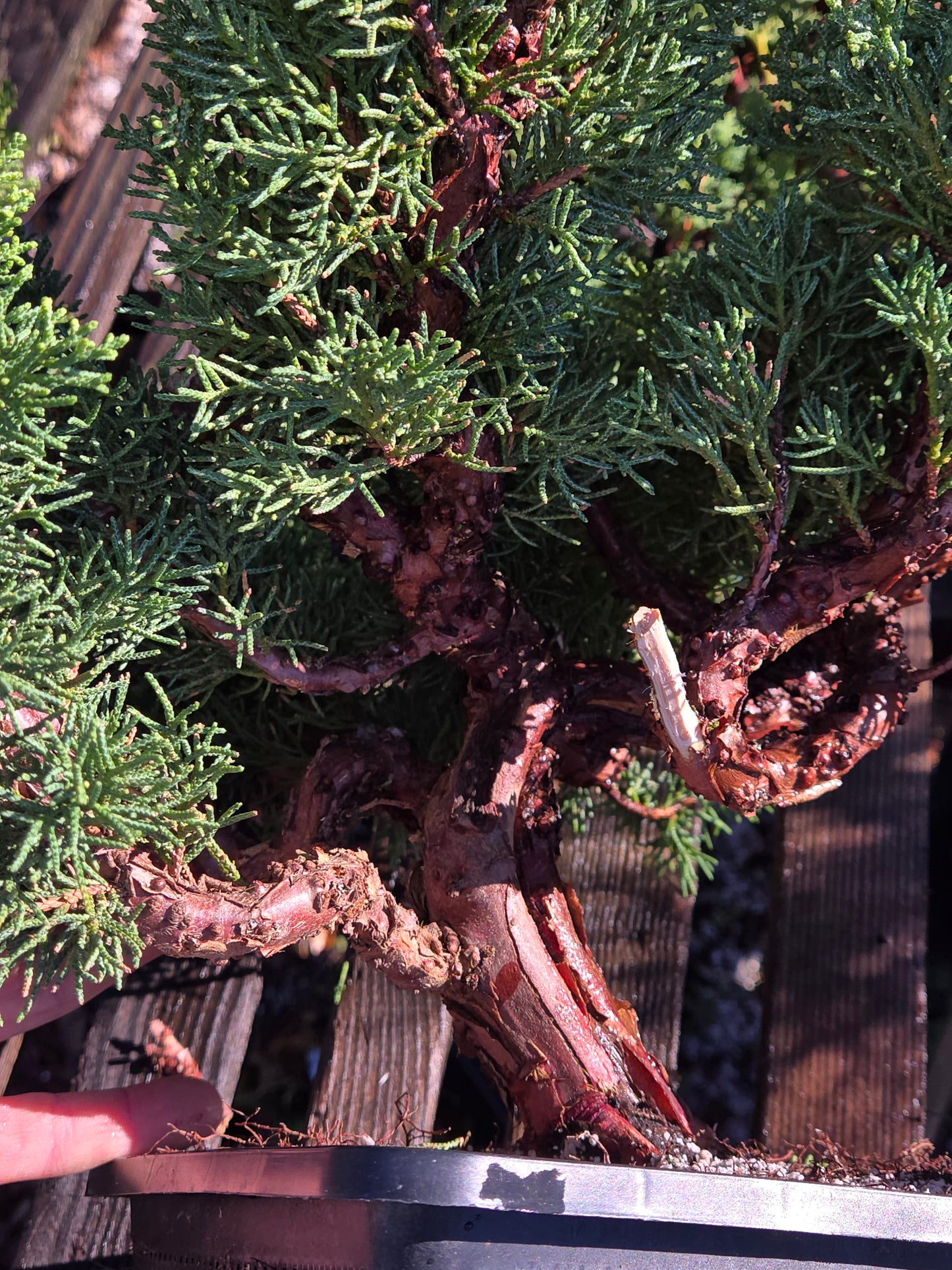 Kishu Shimpaku Juniper, JCS200