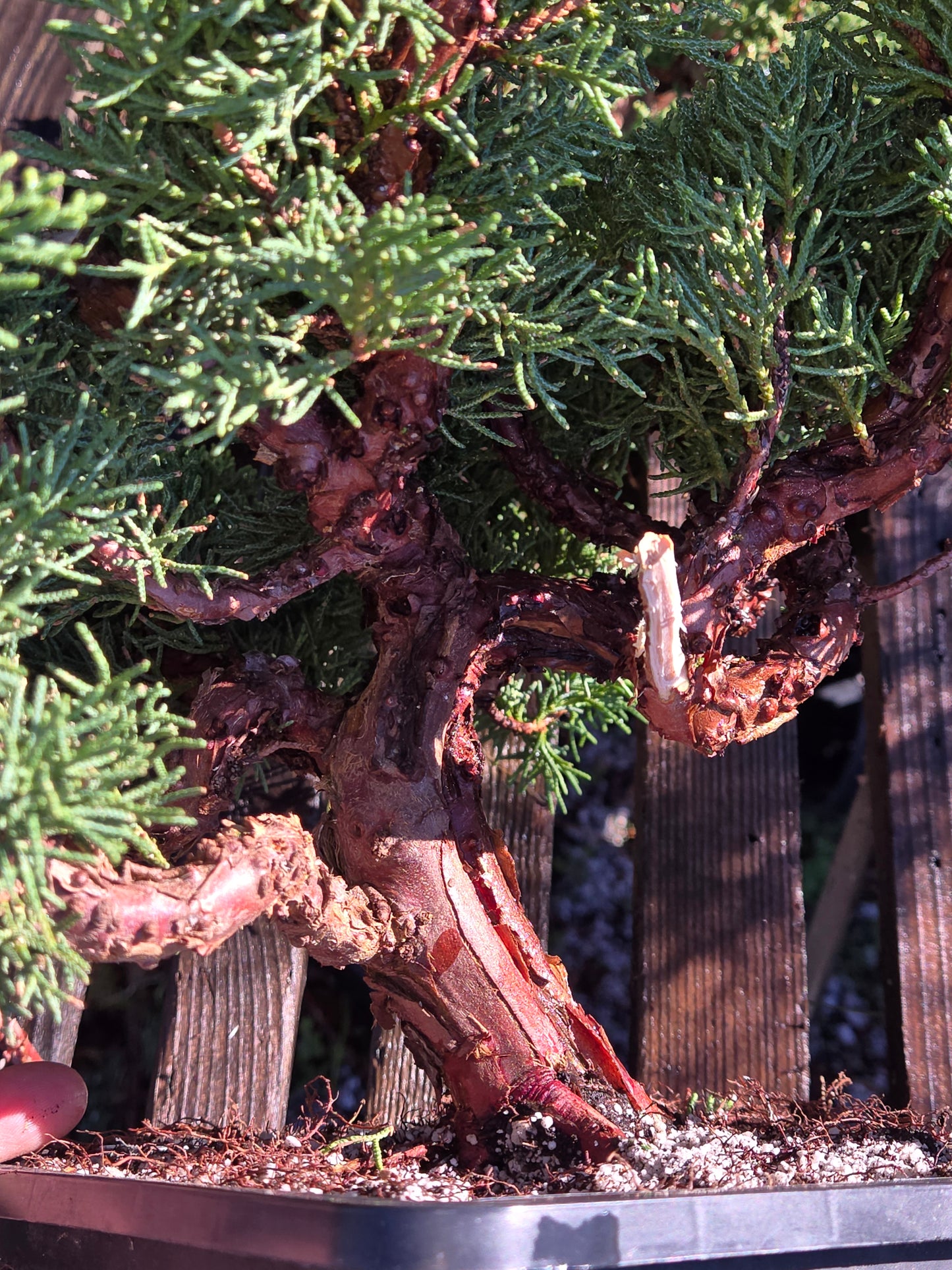 Kishu Shimpaku Juniper, JCS200