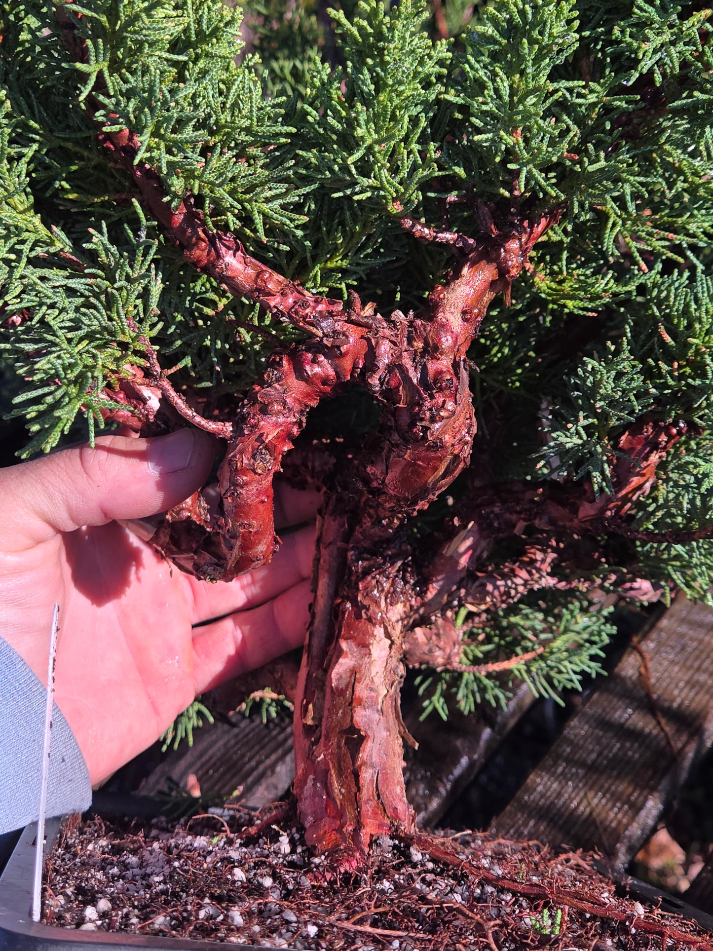 Kishu Shimpaku Juniper, JCS200