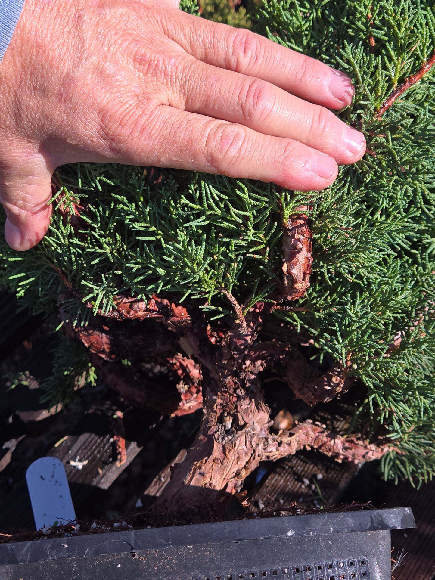 Kishu Shimpaku Juniper, JCS200