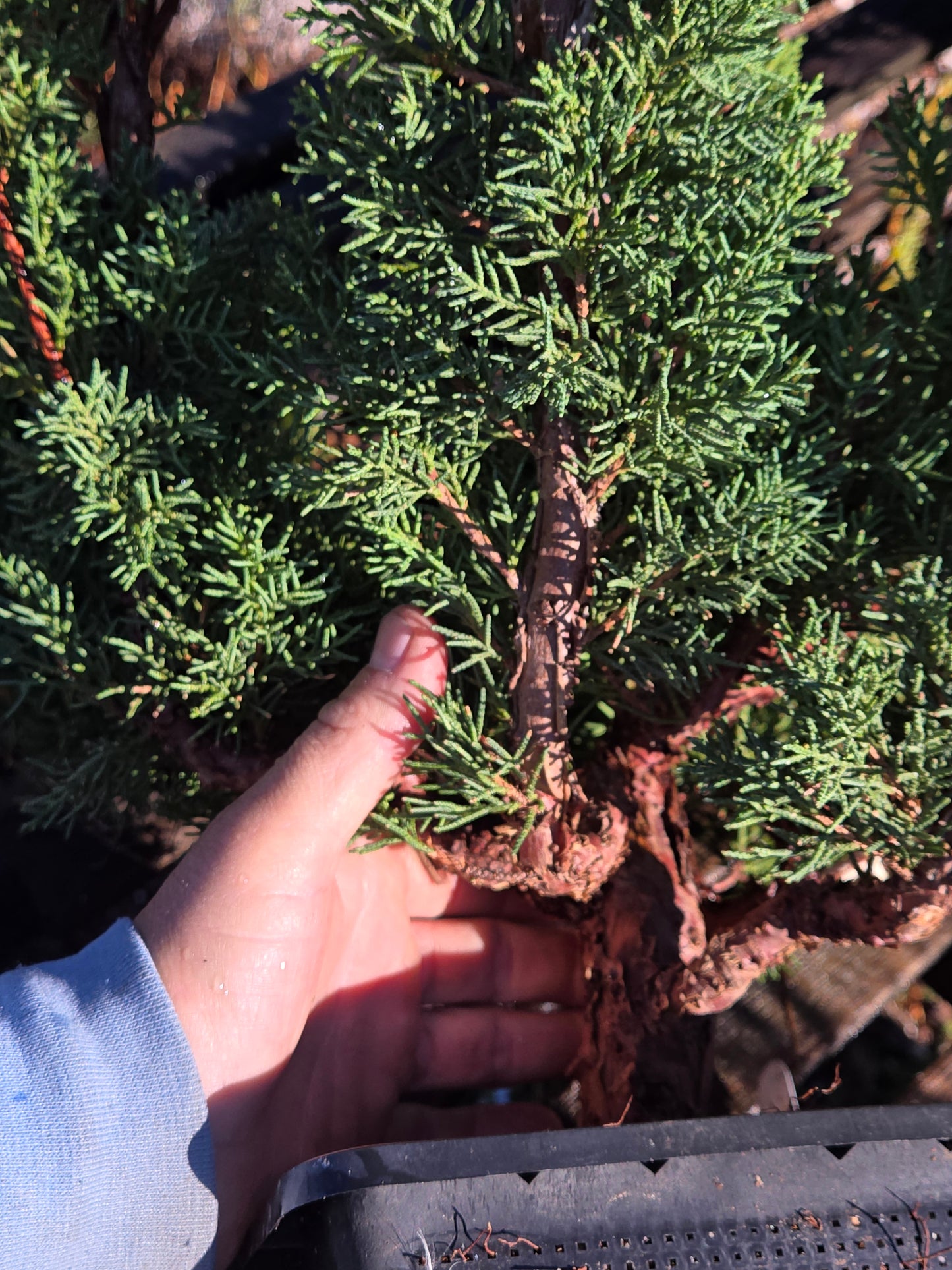 Kishu Shimpaku Juniper, JCS200