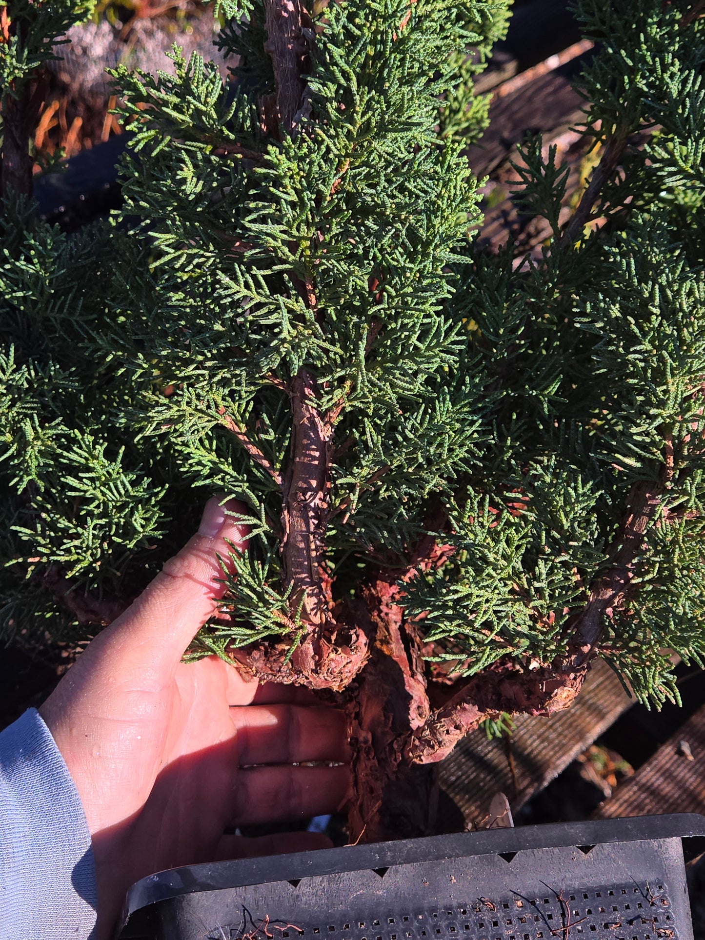 Kishu Shimpaku Juniper, JCS200