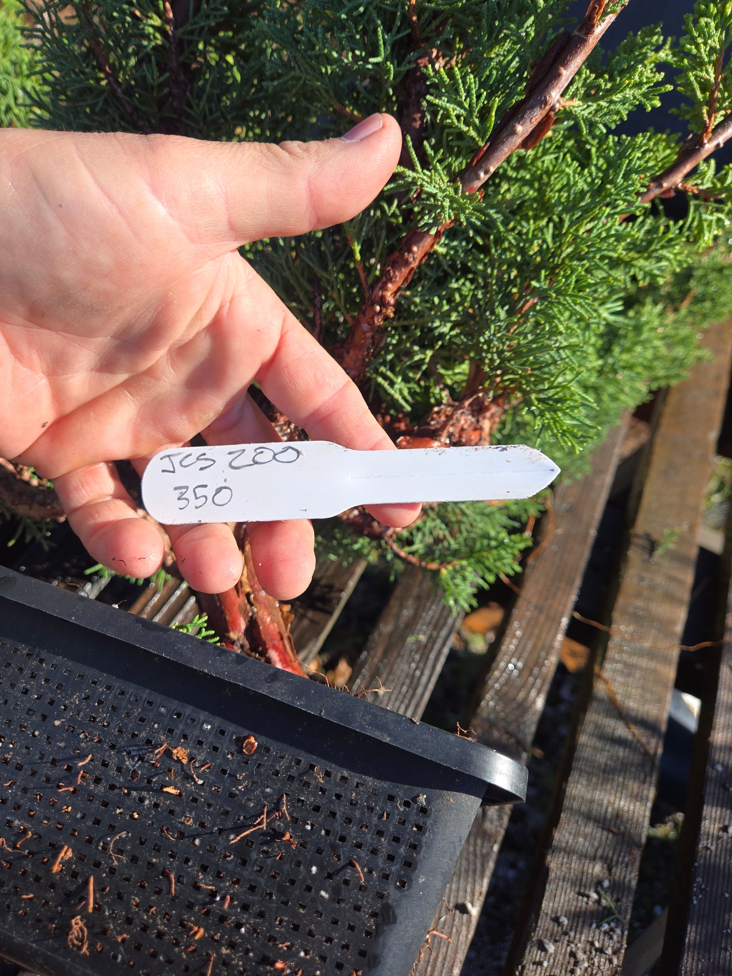 Kishu Shimpaku Juniper, JCS200