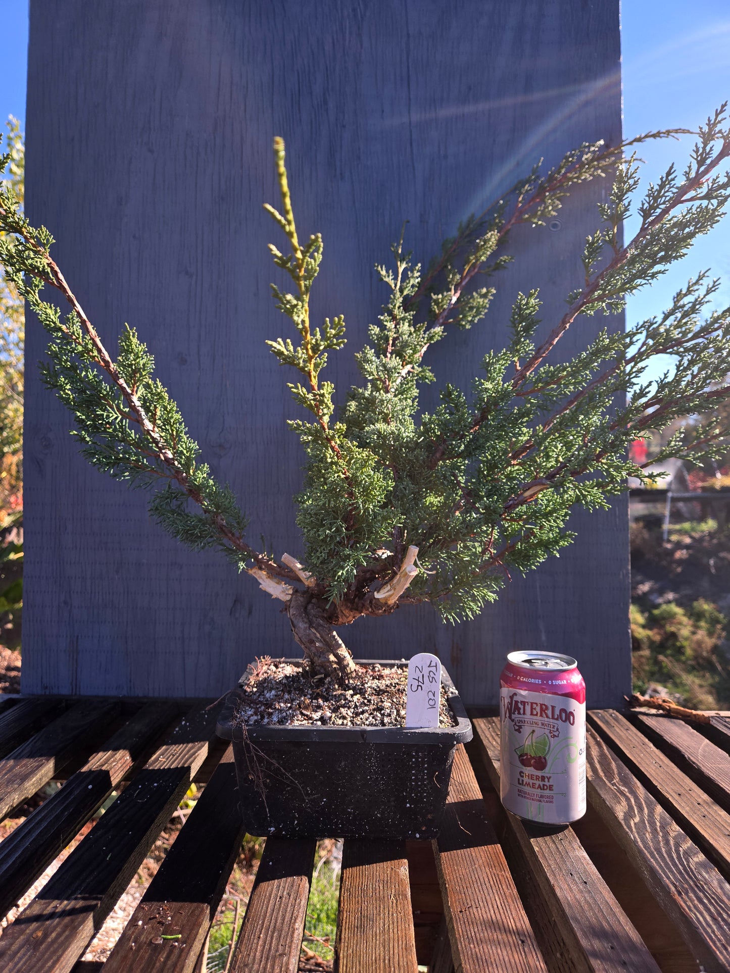 Kishu Shimpaku Juniper, JCS201