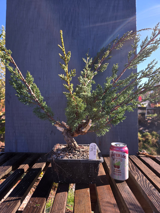 Kishu Shimpaku Juniper, JCS201