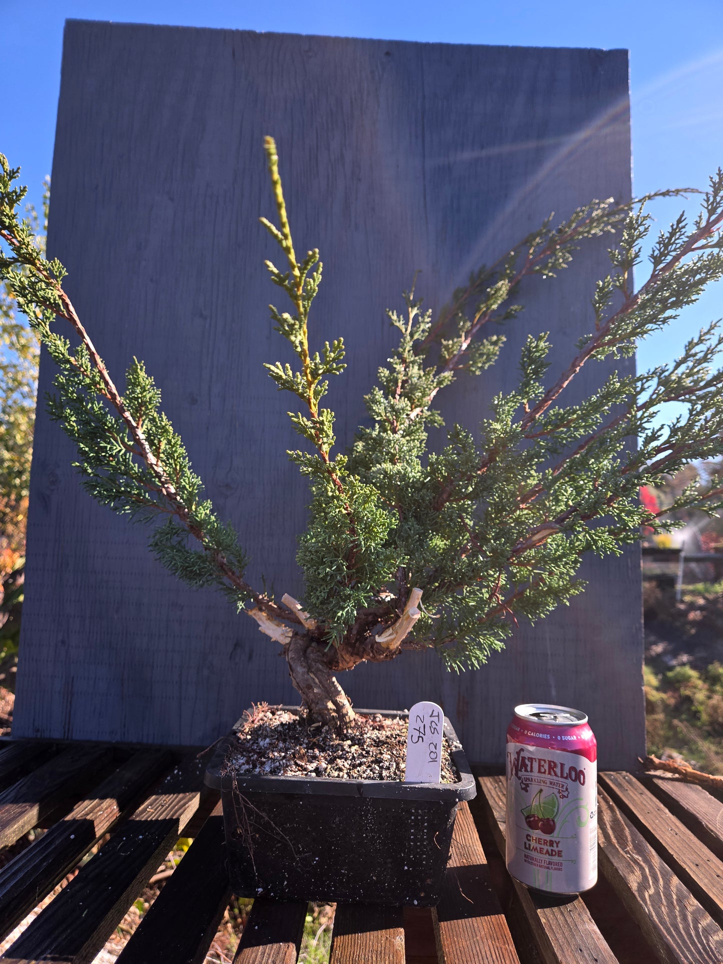 Kishu Shimpaku Juniper, JCS201