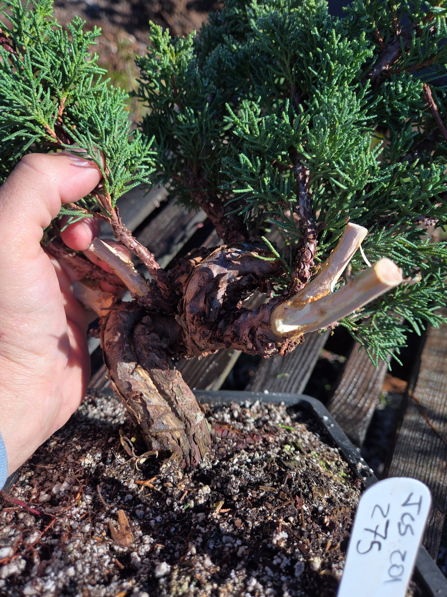 Kishu Shimpaku Juniper, JCS201