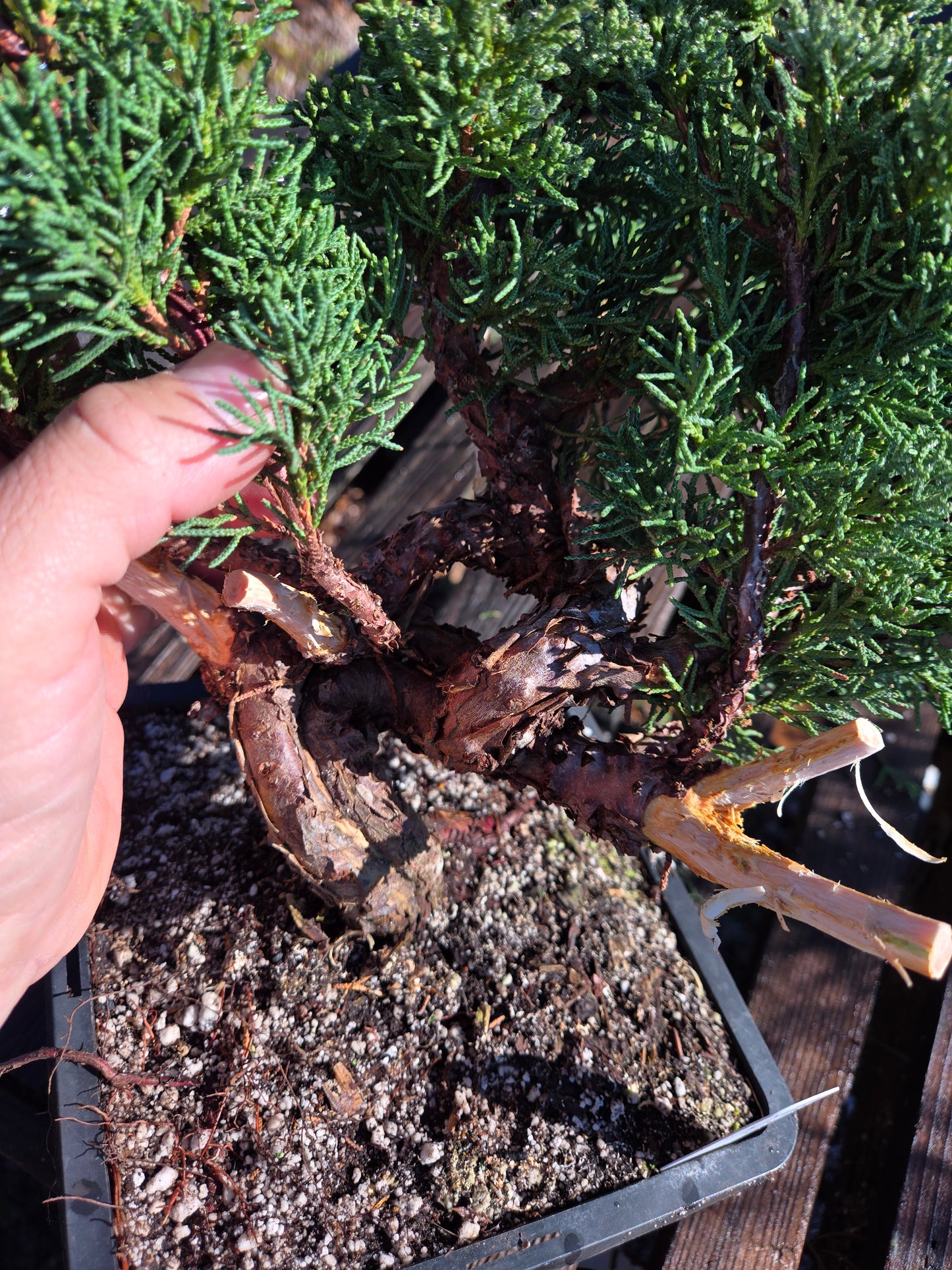 Kishu Shimpaku Juniper, JCS201