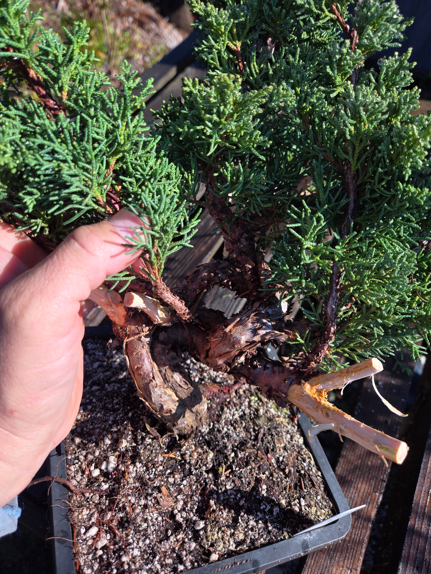 Kishu Shimpaku Juniper, JCS201