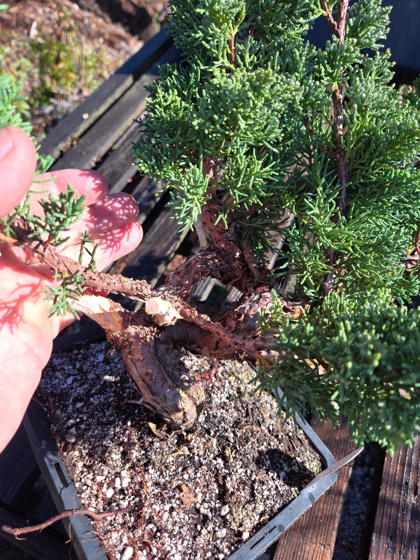 Kishu Shimpaku Juniper, JCS201