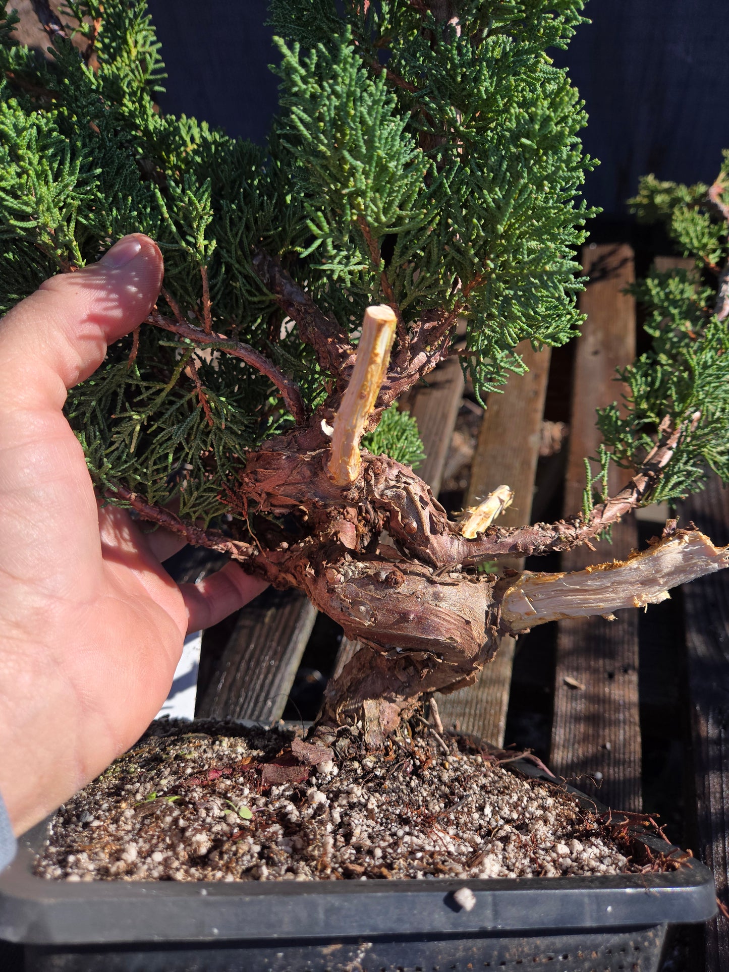 Kishu Shimpaku Juniper, JCS201