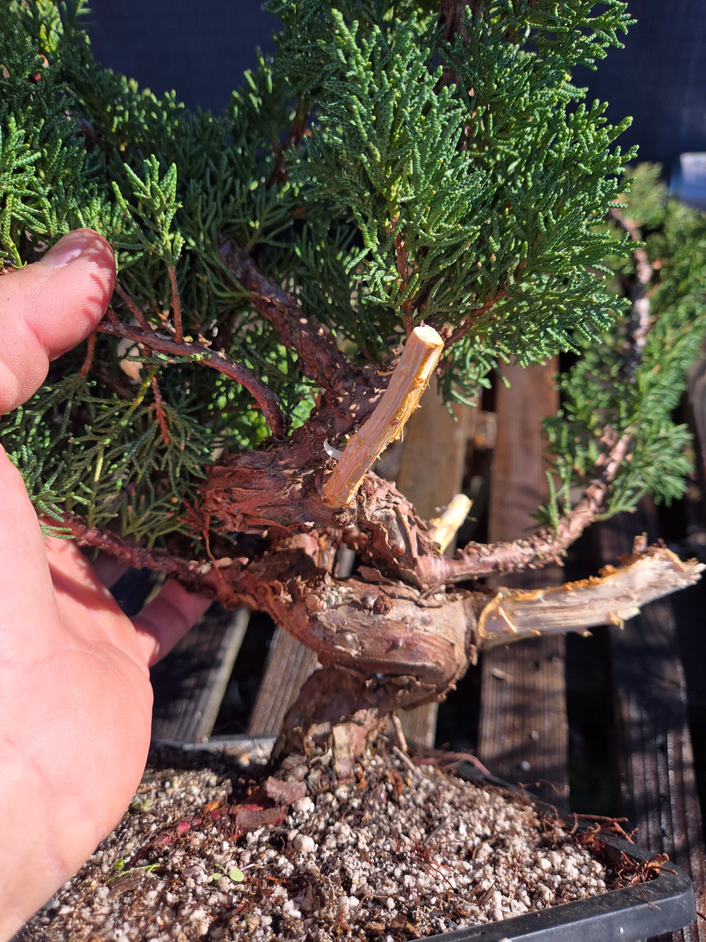 Kishu Shimpaku Juniper, JCS201