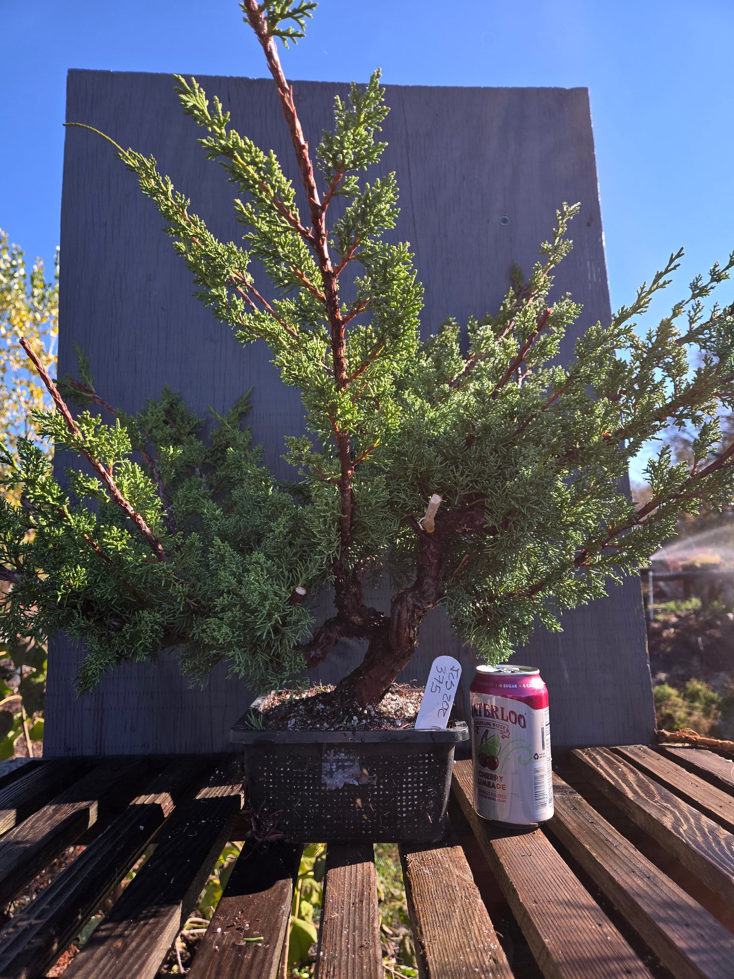 Kishu Shimpaku Juniper, JCS202