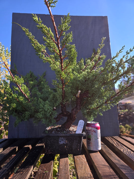 Kishu Shimpaku Juniper, JCS202