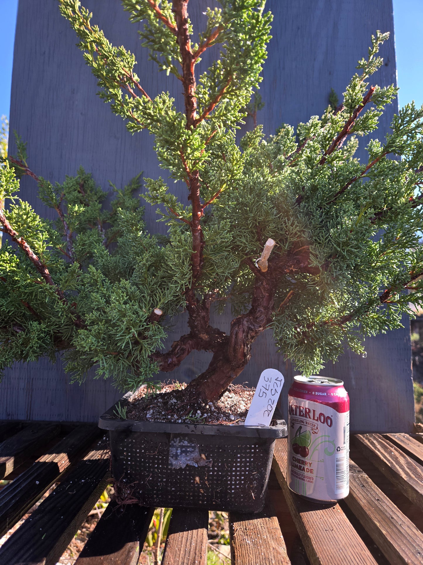 Kishu Shimpaku Juniper, JCS202