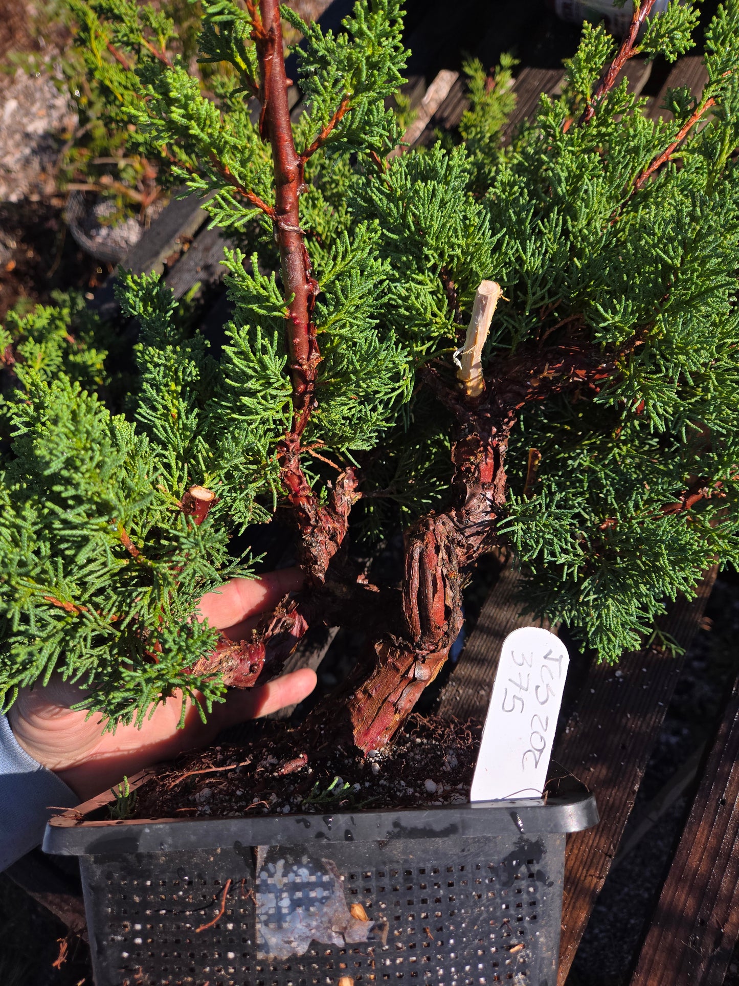 Kishu Shimpaku Juniper, JCS202