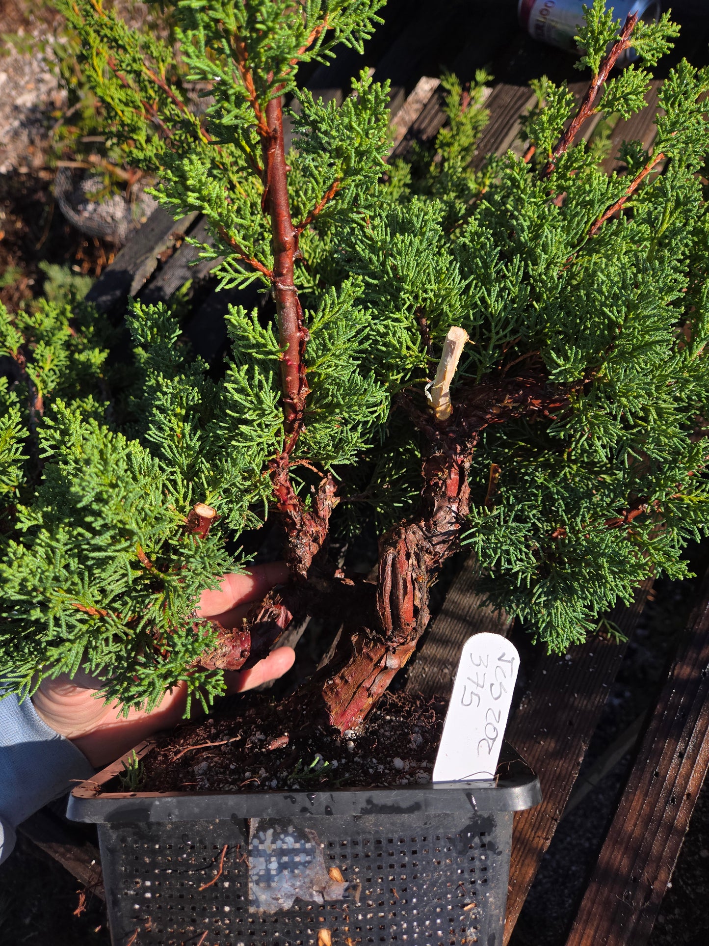 Kishu Shimpaku Juniper, JCS202