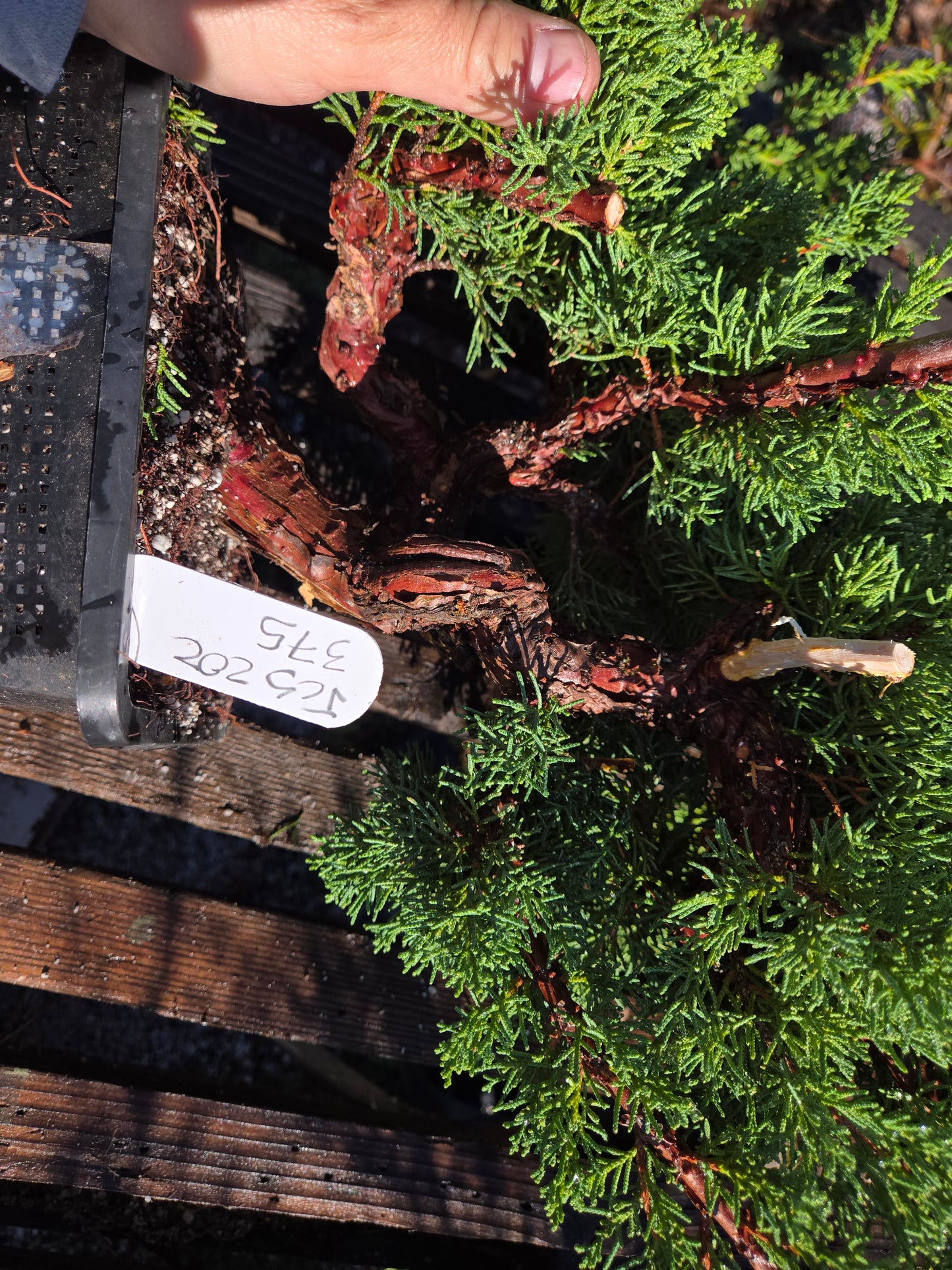 Kishu Shimpaku Juniper, JCS202