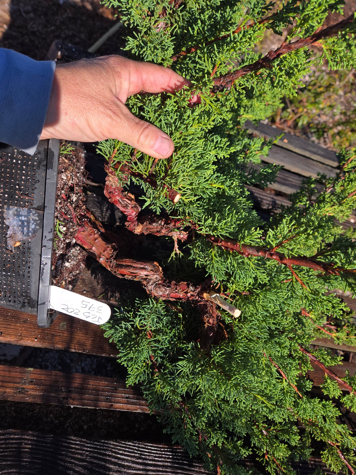 Kishu Shimpaku Juniper, JCS202