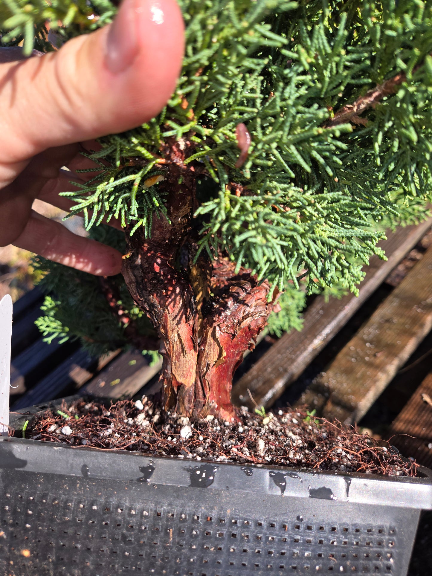 Kishu Shimpaku Juniper, JCS202